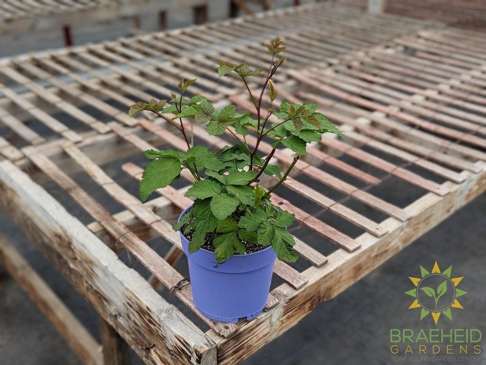 Buy Boysenberry Thornless an Edible Shrub in Grande Prairie Alberta - Braeheid Gardens Ltd.