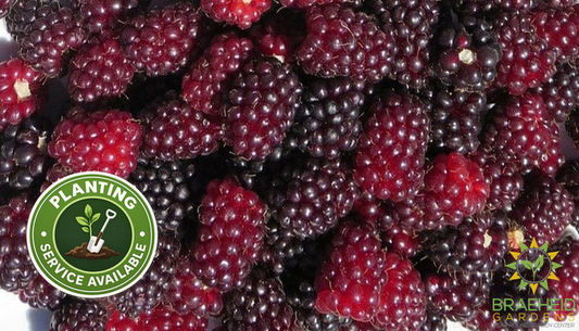 Buy Boysenberry Thornless an Edible Shrub in Grande Prairie Alberta - Braeheid Gardens Ltd.