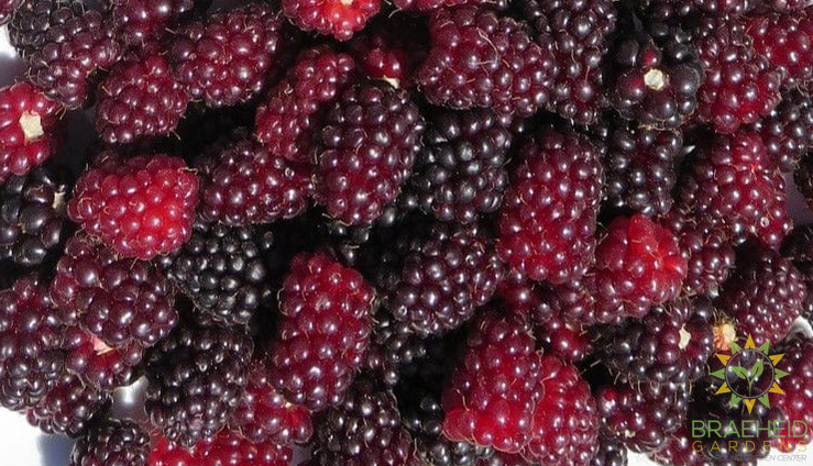 Buy Boysenberry Thornless an Edible Shrub in Grande Prairie Alberta - Braeheid Gardens Ltd.