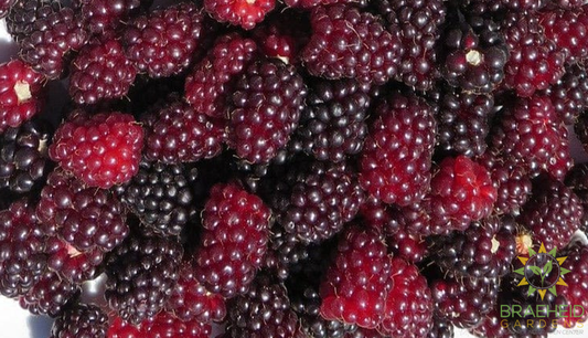 Buy Boysenberry Thornless an Edible Shrub in Grande Prairie Alberta - Braeheid Gardens Ltd.