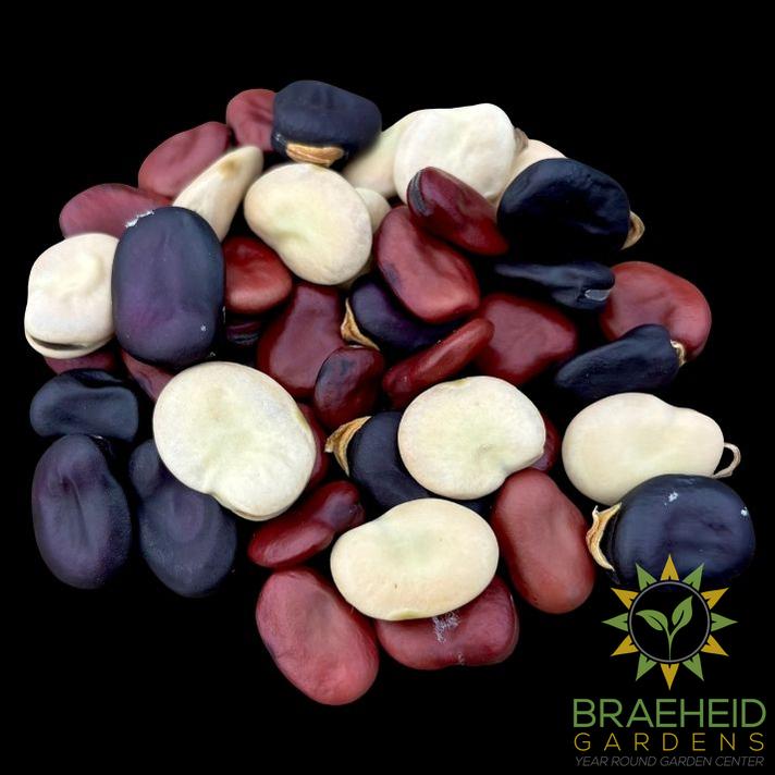 Broad Bean Mix
