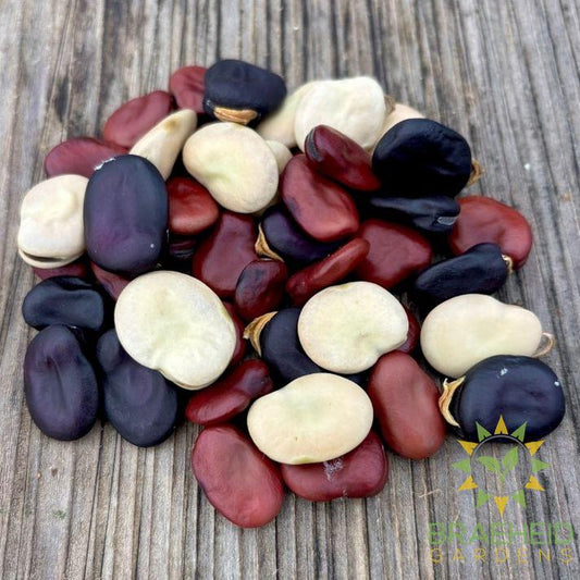 Broad Bean Mix