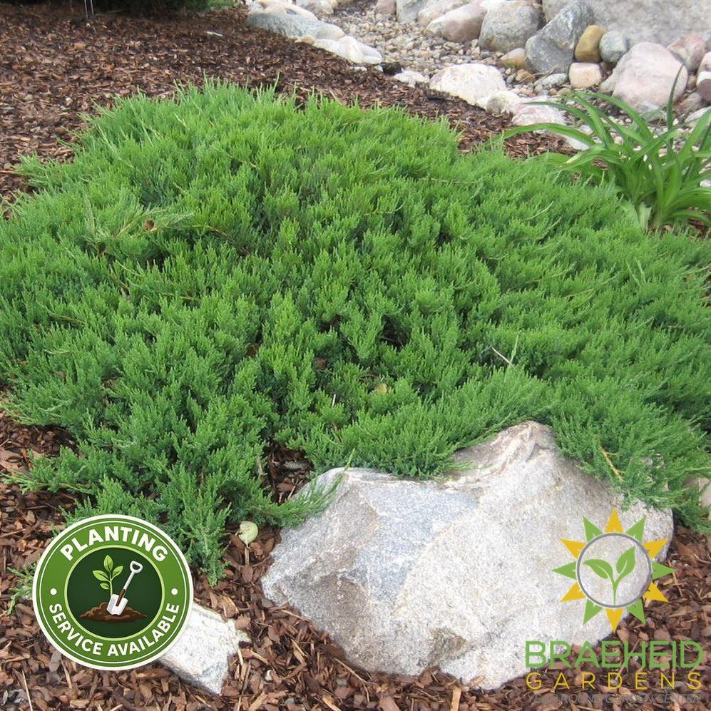 Broadmoor Juniper