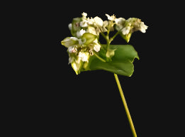 Buckwheat