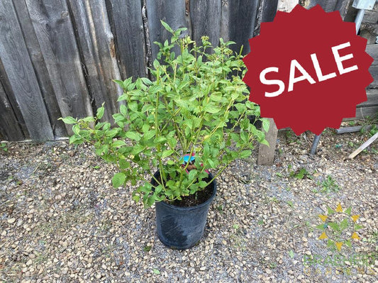 Bud's Yellow Dogwood