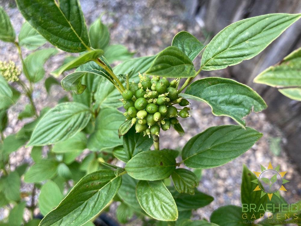 Bud's Yellow Dogwood