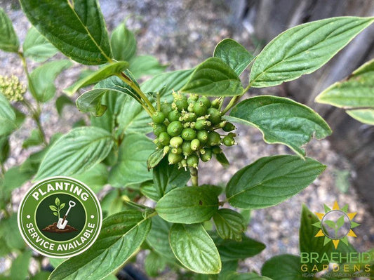 Bud's Yellow Dogwood