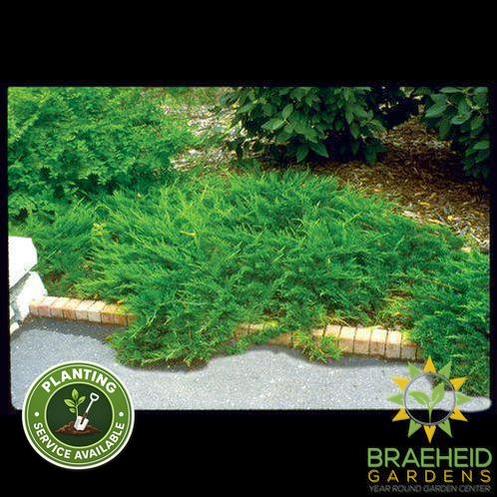 Buffalo Juniper - NO SHIP -