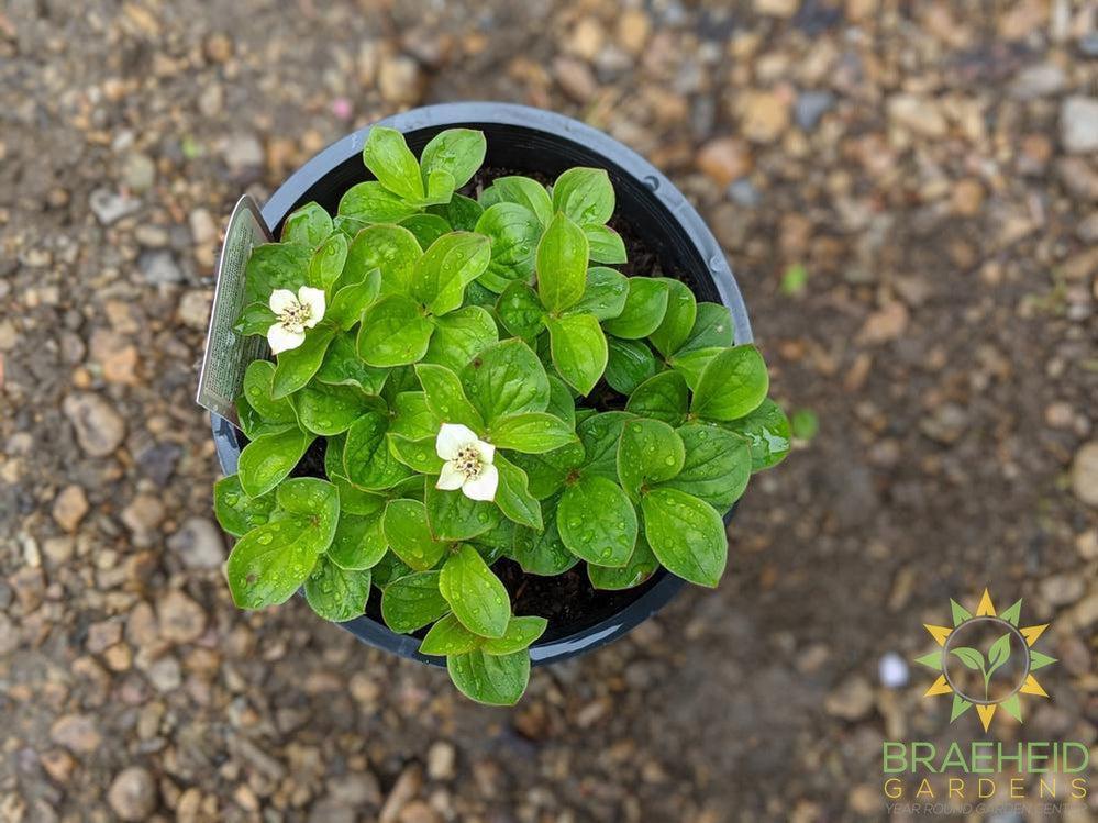 Bunchberry Dogwood
