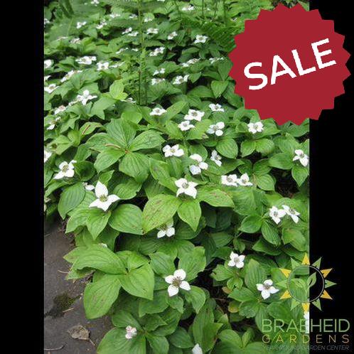 Bunchberry Dogwood