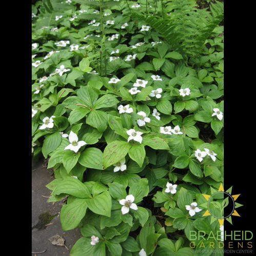 Bunchberry Dogwood