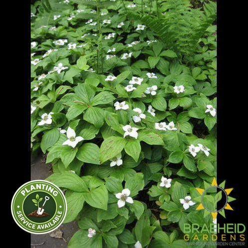 Bunchberry Dogwood