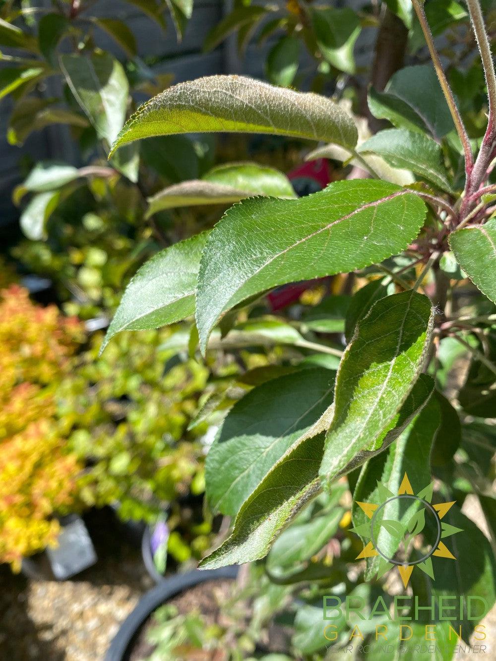 Purple Spire® Columnar Crabapple- Tree for sale, Grown in Grande Prairie -Braeheid Gardens Ltd. on Emerson Trail