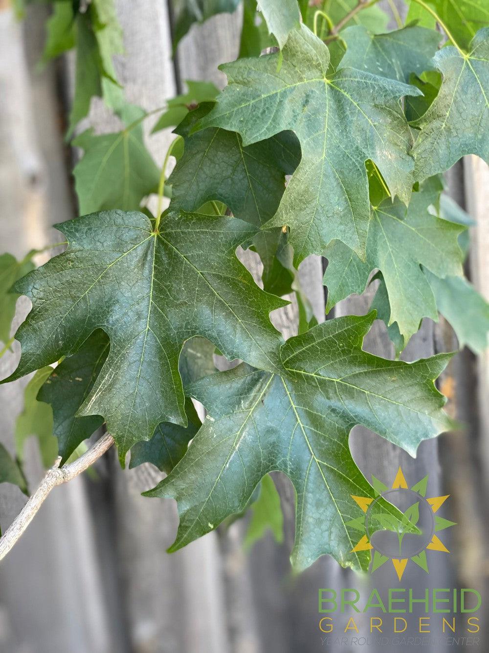 Fall Fiesta® Sugar Maple- Tree for sale, Grown in Grande Prairie -Braeheid Gardens Ltd. on Emerson Trail