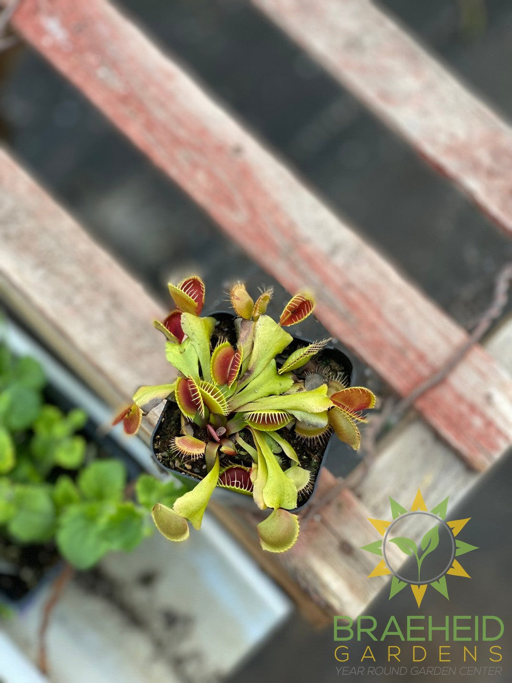 Venus Fly Trap - Dionaea Muscipula - Flexx