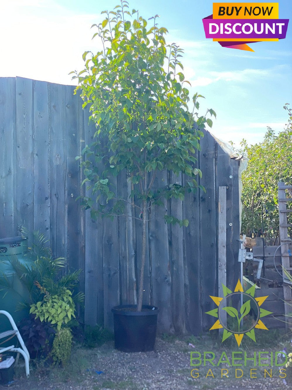 Japanese Tree Lilac