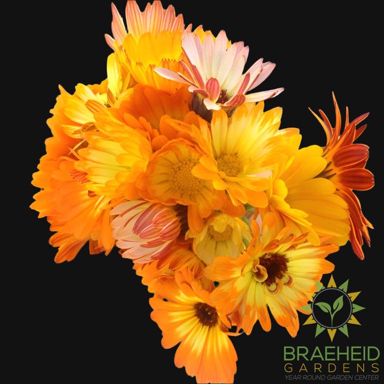 Calendula