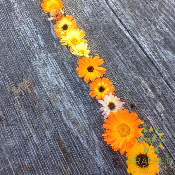Calendula