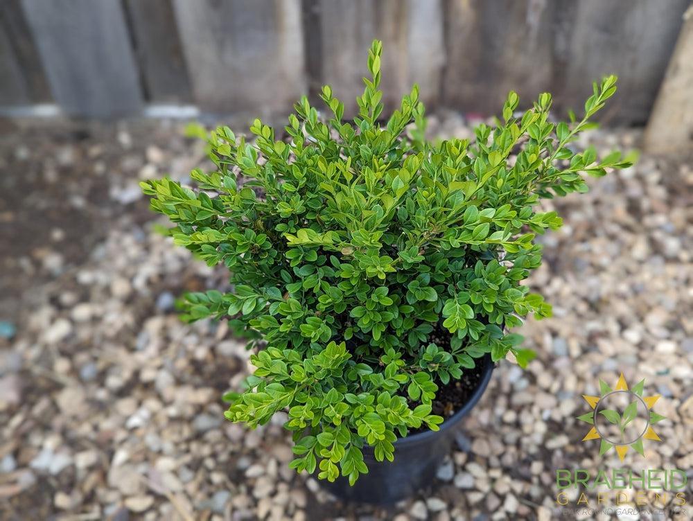 Calgary Boxwood