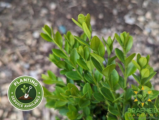 Calgary Boxwood