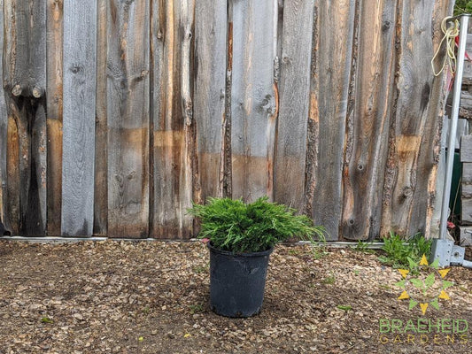 Calgary® Carpet Juniper