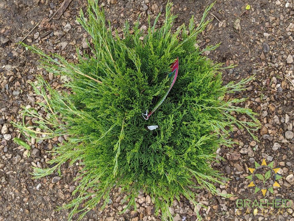 Calgary® Carpet Juniper