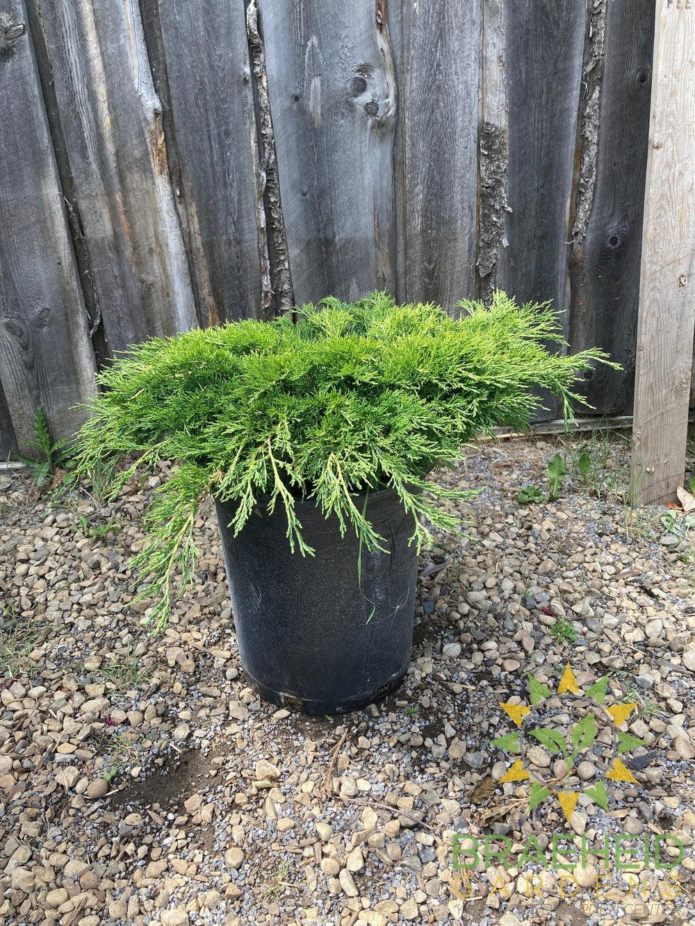 Calgary® Carpet Juniper