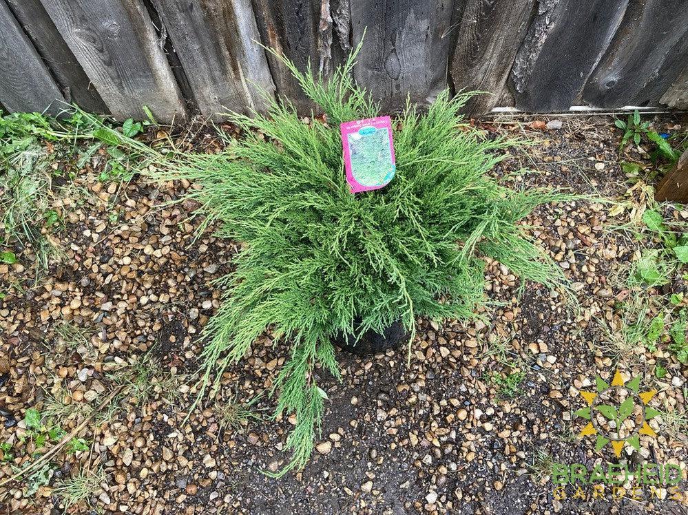 Calgary® Carpet Juniper