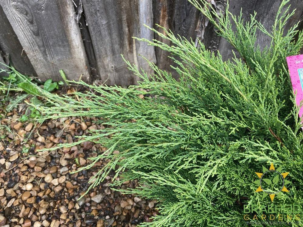 Calgary® Carpet Juniper