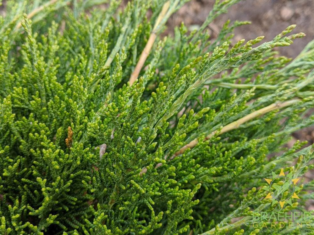 Calgary® Carpet Juniper