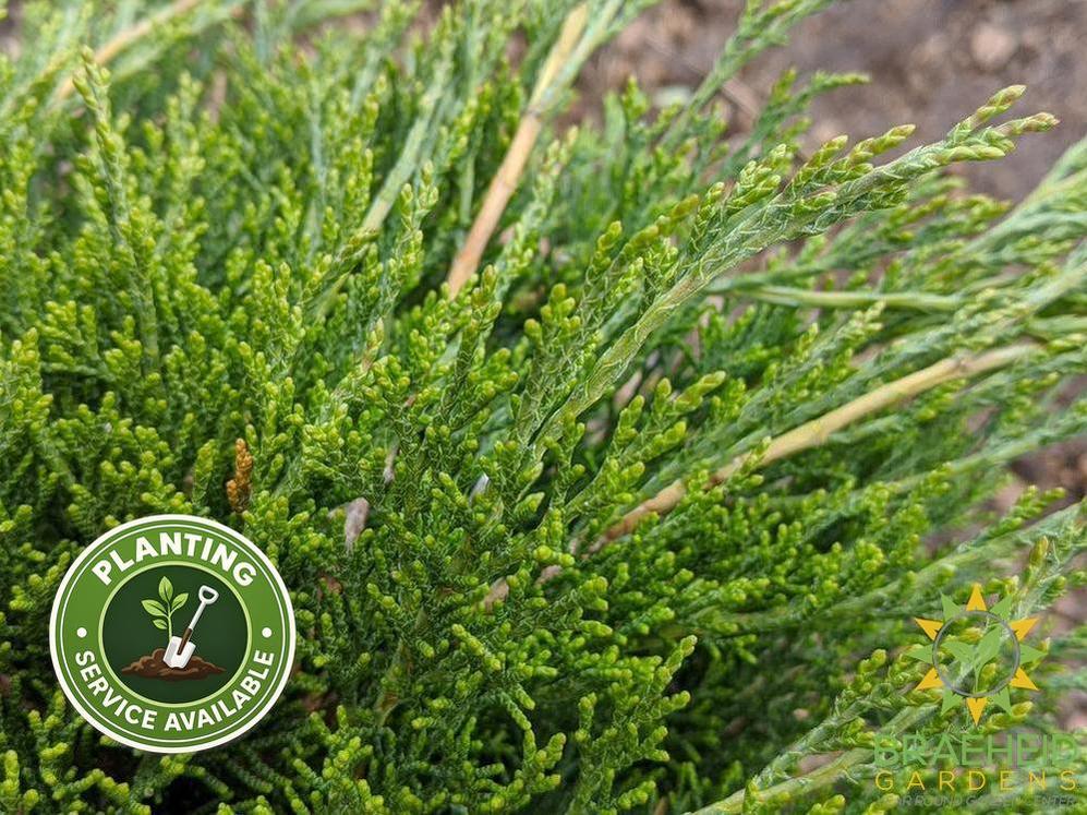 Calgary® Carpet Juniper