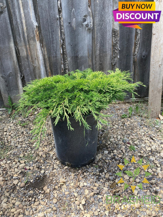 Calgary® Carpet Juniper