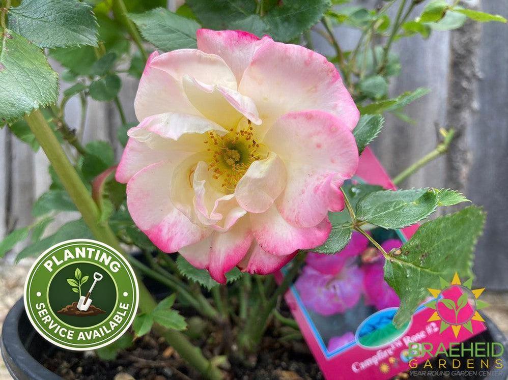 Campfire™ Rose