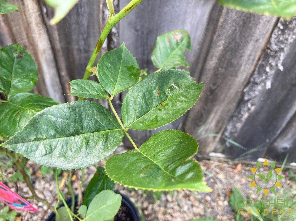 Canada Blooms™ Rose