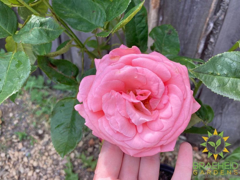 Canada Blooms™ Rose