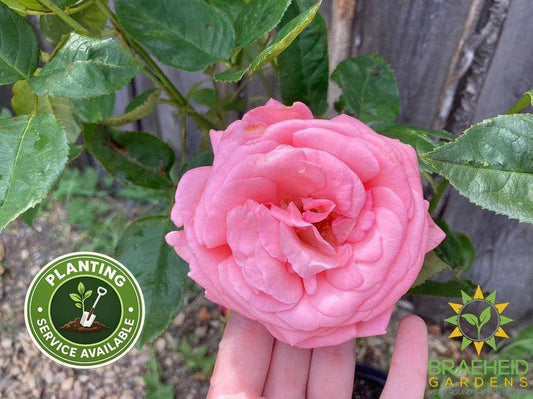 Canada Blooms™ Rose