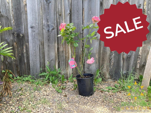 Canada Blooms™ Rose