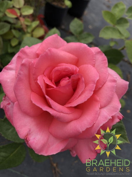 Canada Blooms™ Rose