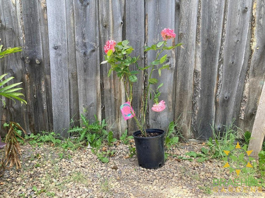 Canada Blooms™ Rose