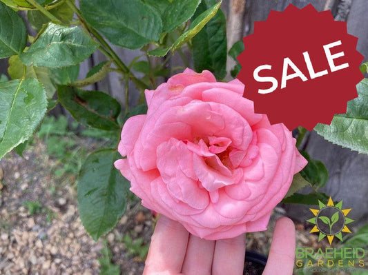 Canada Blooms™ Rose