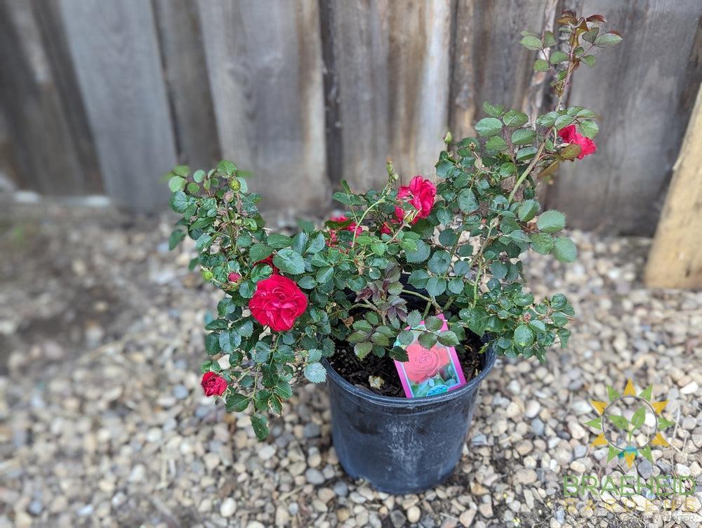 Canadian Shield Rose