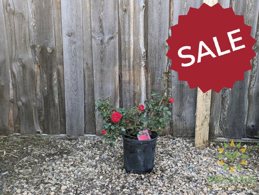 Canadian Shield Rose