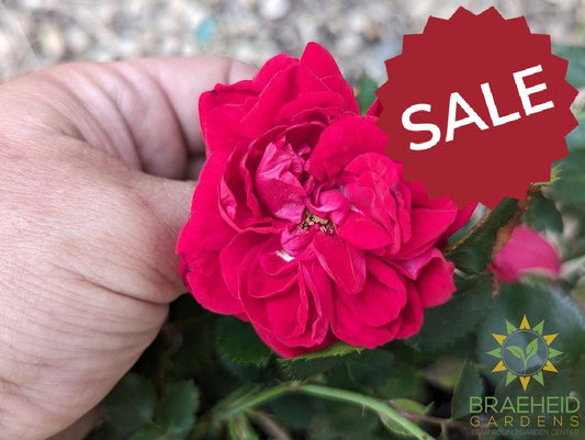 Canadian Shield Rose