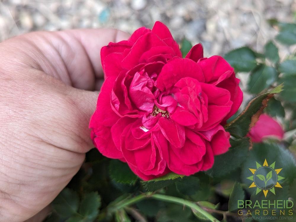 Canadian Shield Rose