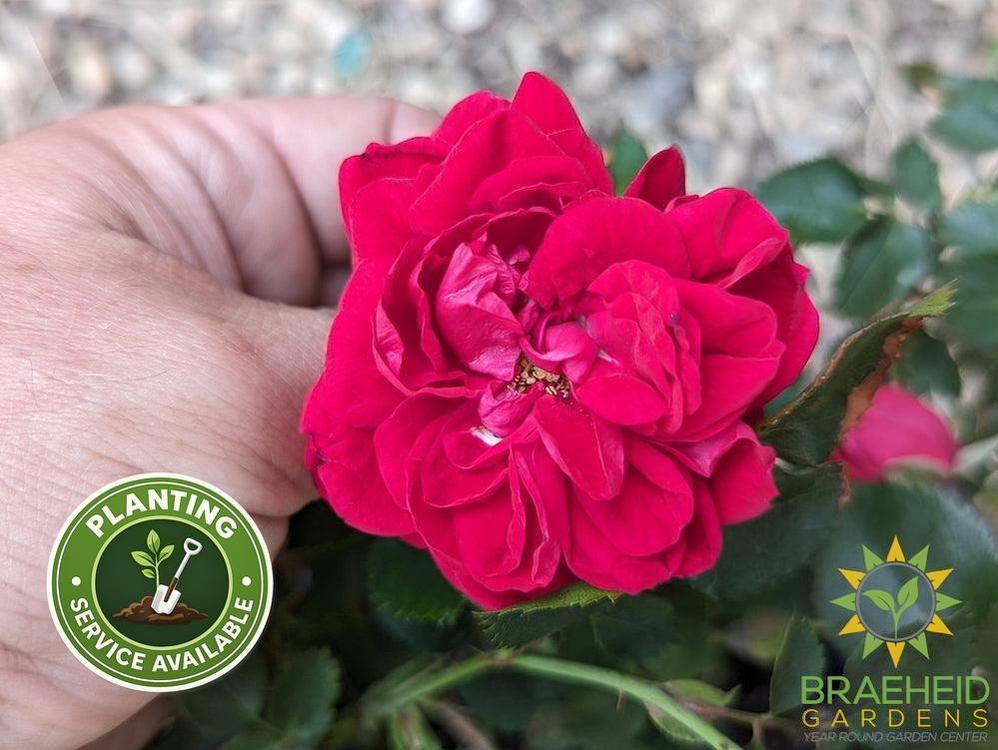 Canadian Shield Rose