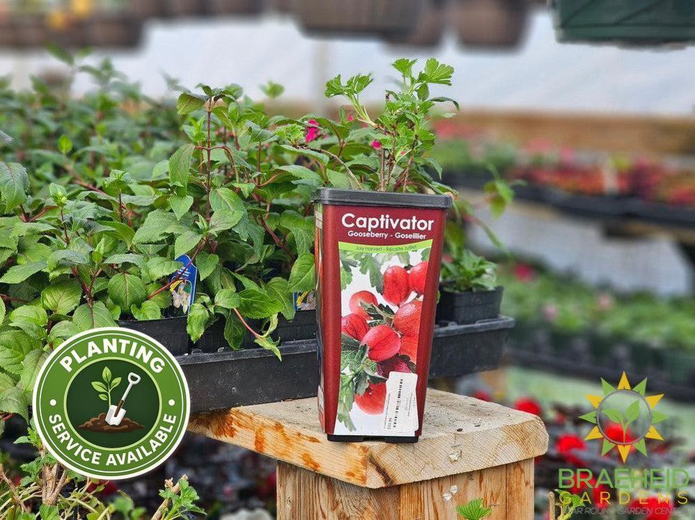 Buy Captivator Gooseberry-Groseillier an Edible Shrub in Grande Prairie Alberta - Braeheid Gardens Ltd.