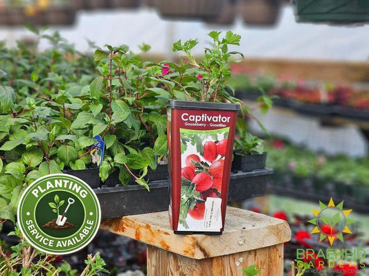 Buy Captivator Gooseberry-Groseillier an Edible Shrub in Grande Prairie Alberta - Braeheid Gardens Ltd.