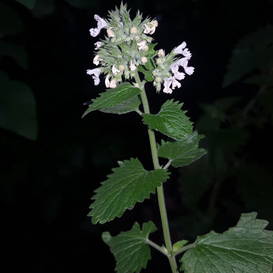 Catnip Rootstock