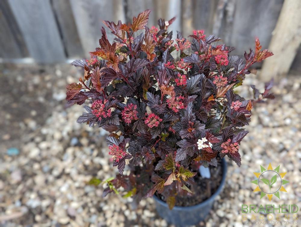 Center Glow Ninebark