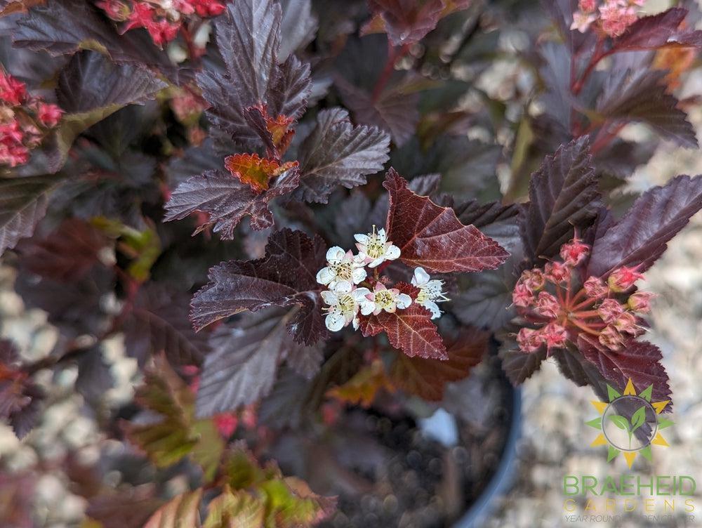 Center Glow Ninebark